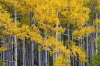 USA, Colorado, Uncompahgre National Forest. Aspen grove in autumn. Art Print